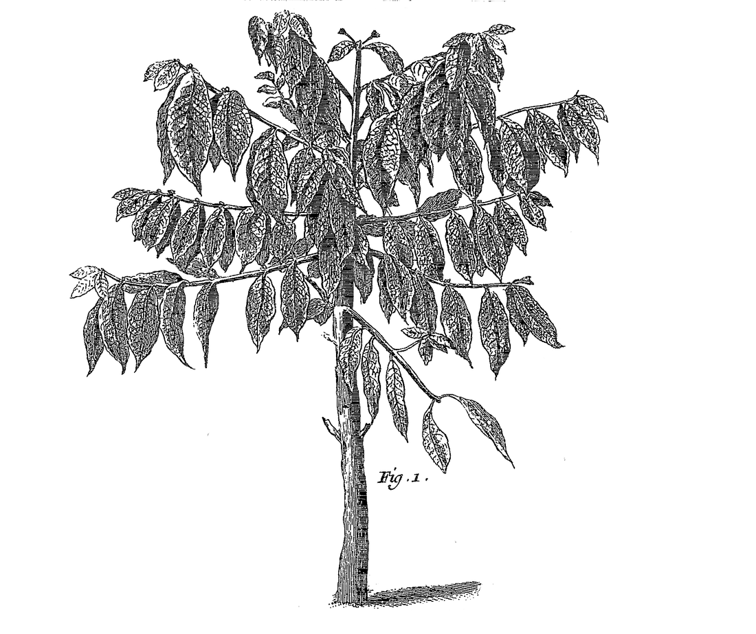 Qu’est-ce que le café ?